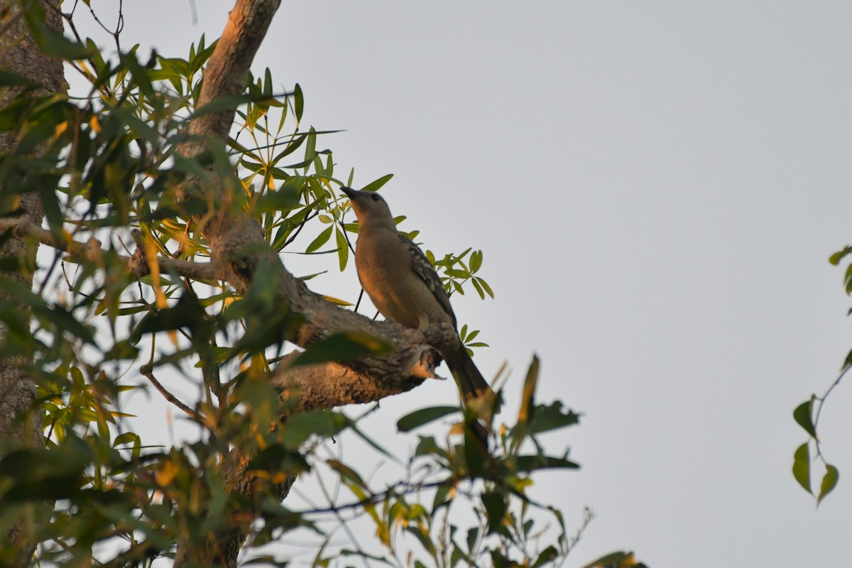 Great Bowerbird - ML624584631