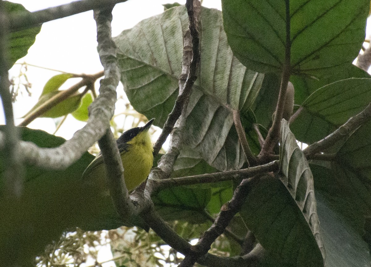 Common Tody-Flycatcher (cinereum Group) - ML624584632