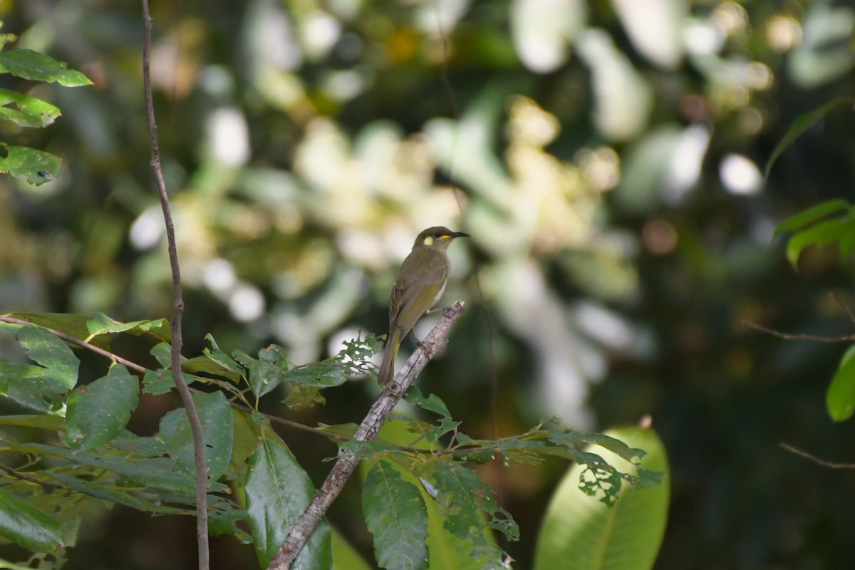 Graceful Honeyeater - Sam Adams