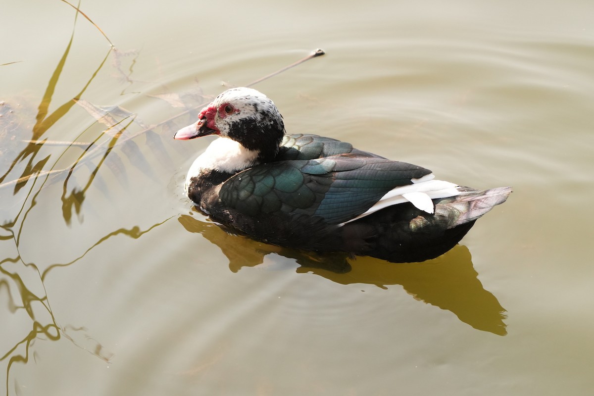 Muscovy Duck (Domestic type) - ML624584650