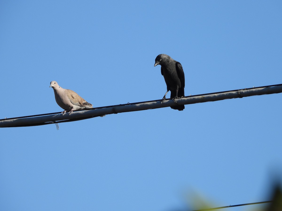 Eurasian Collared-Dove - ML624584677