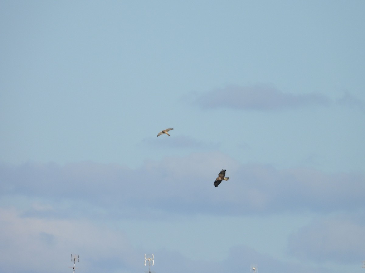 Western Marsh Harrier - ML624584691