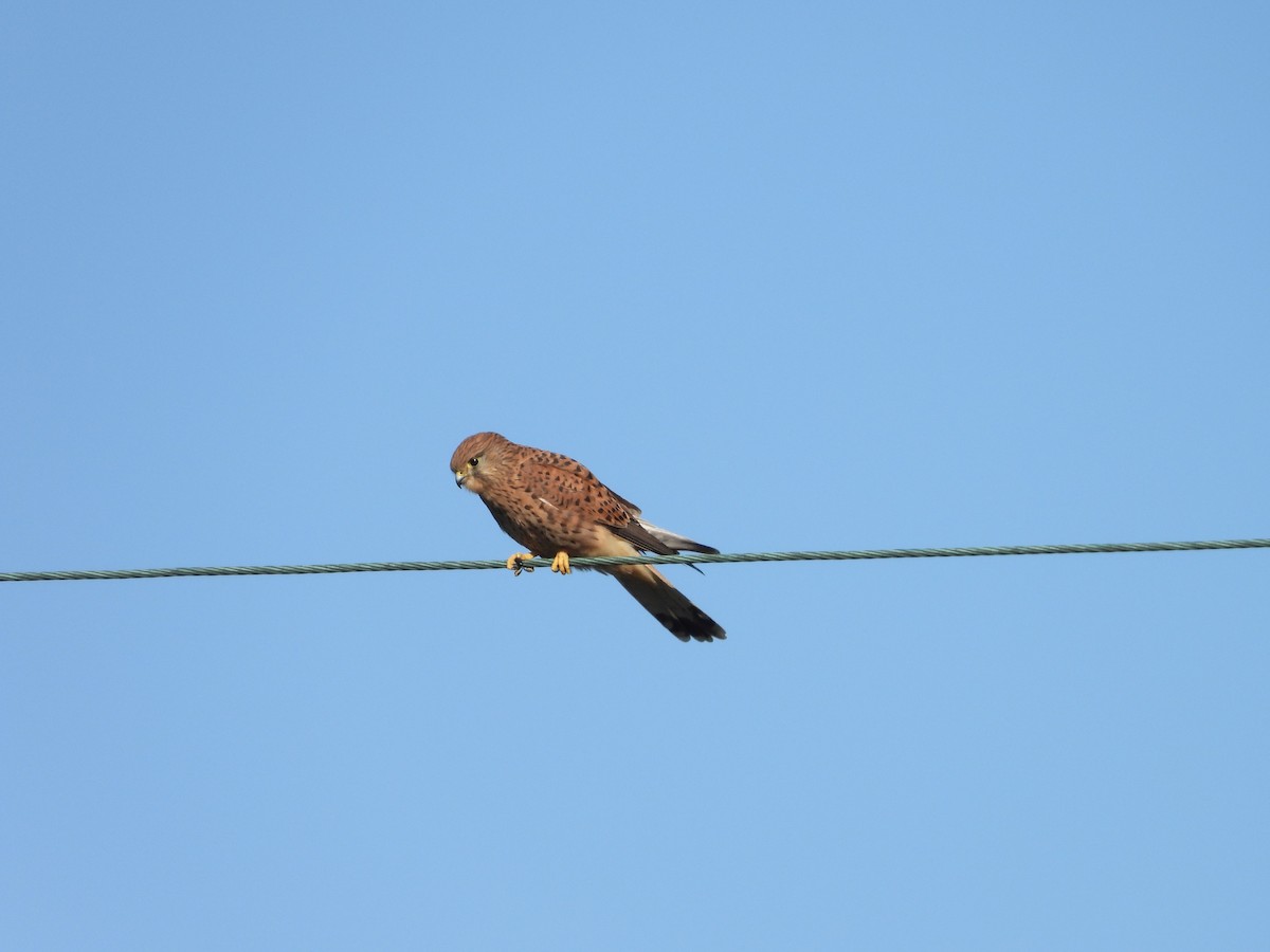 Eurasian Kestrel - ML624584695