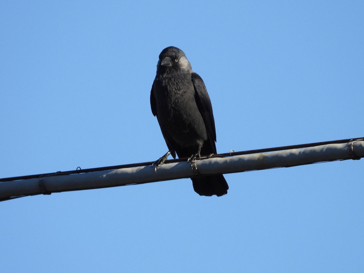 Eurasian Jackdaw - ML624584700