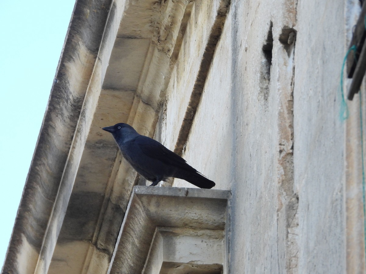 Eurasian Jackdaw - ML624584701