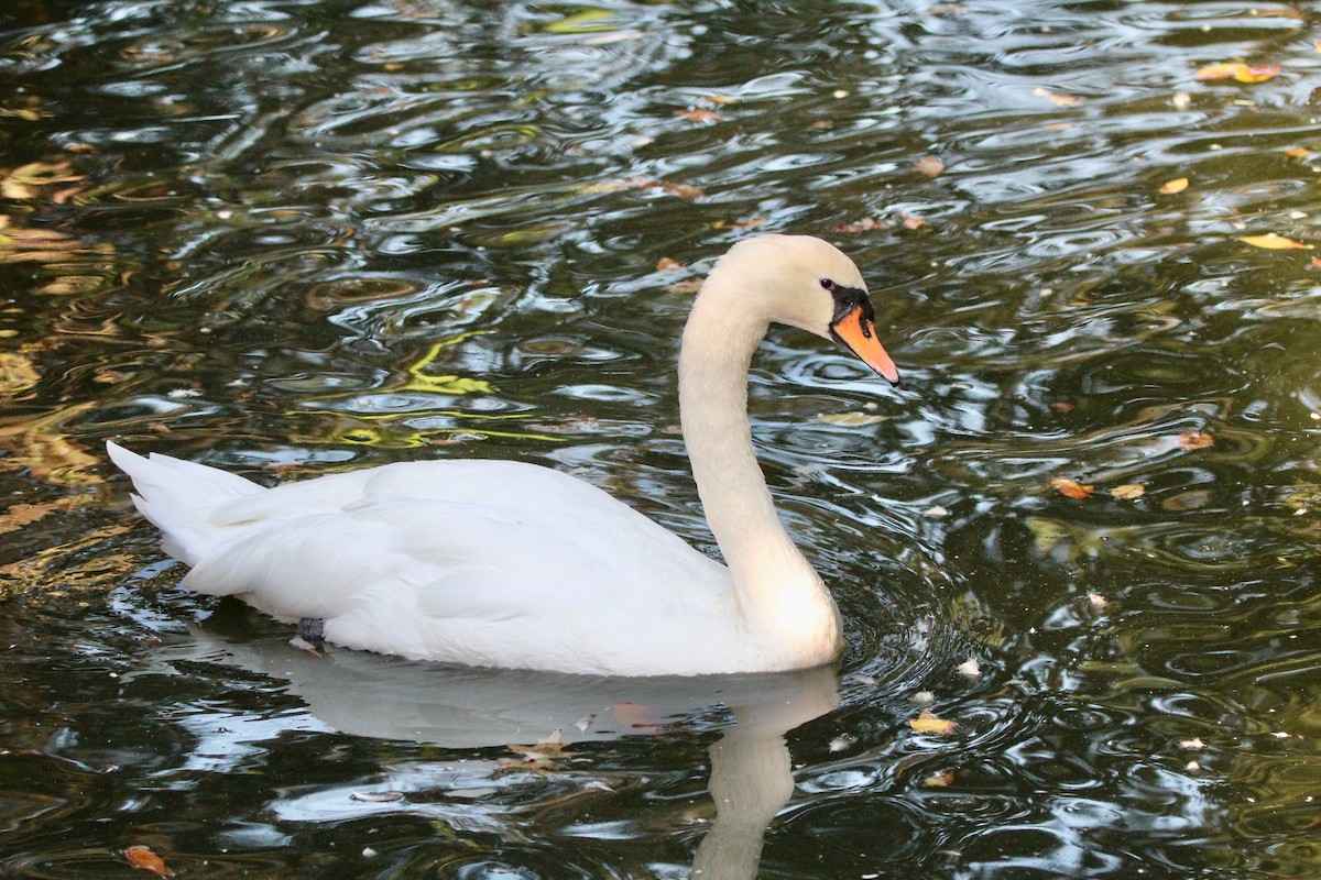 Mute Swan - ML624584736