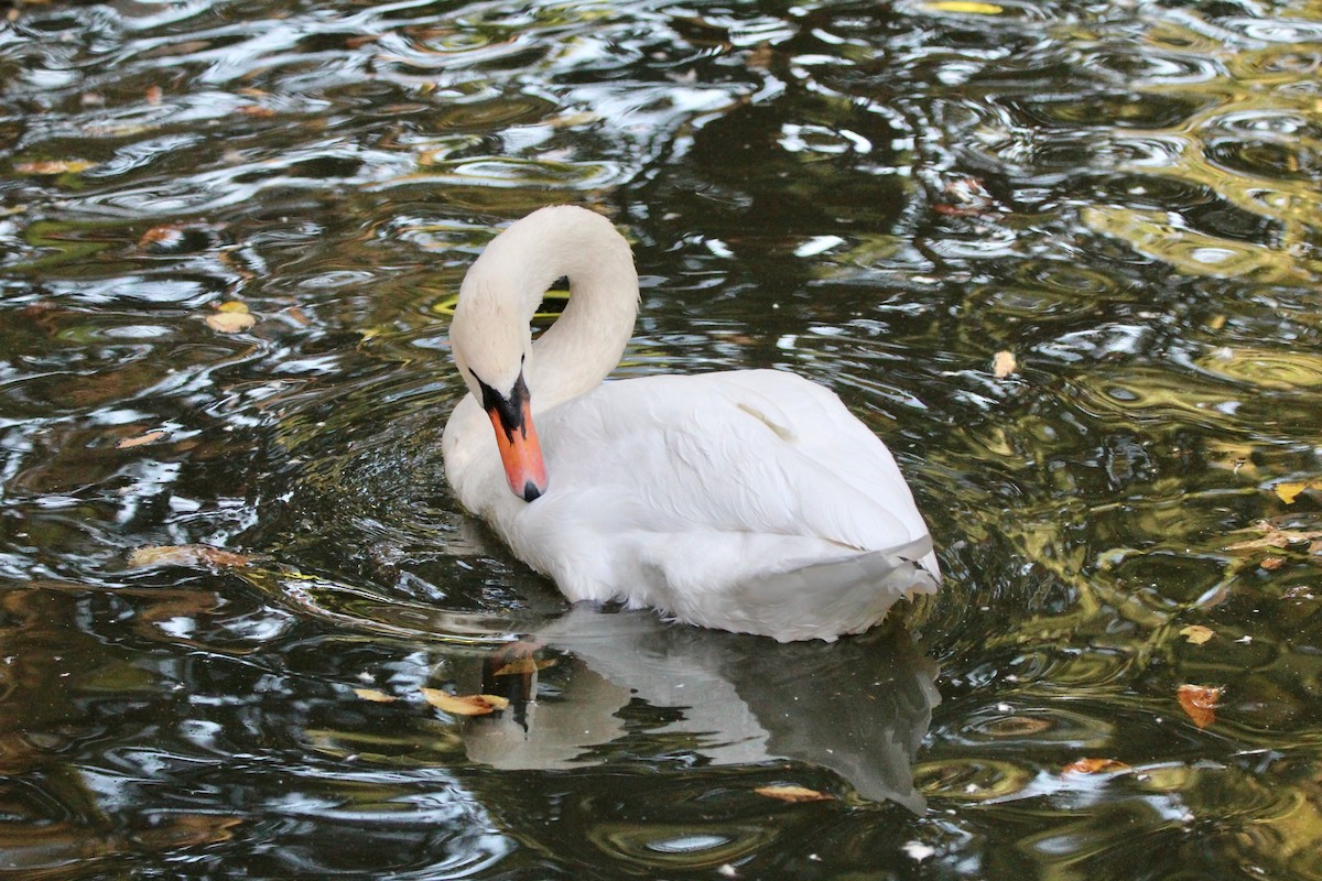 Mute Swan - ML624584737