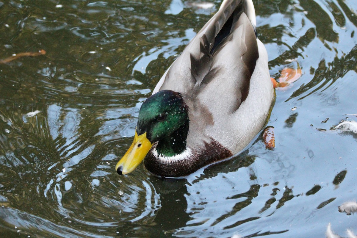 Mallard - ML624584738