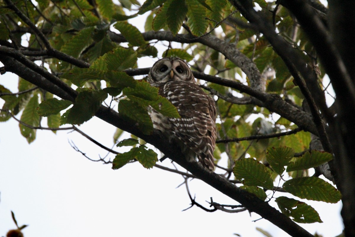 Barred Owl - ML624584753