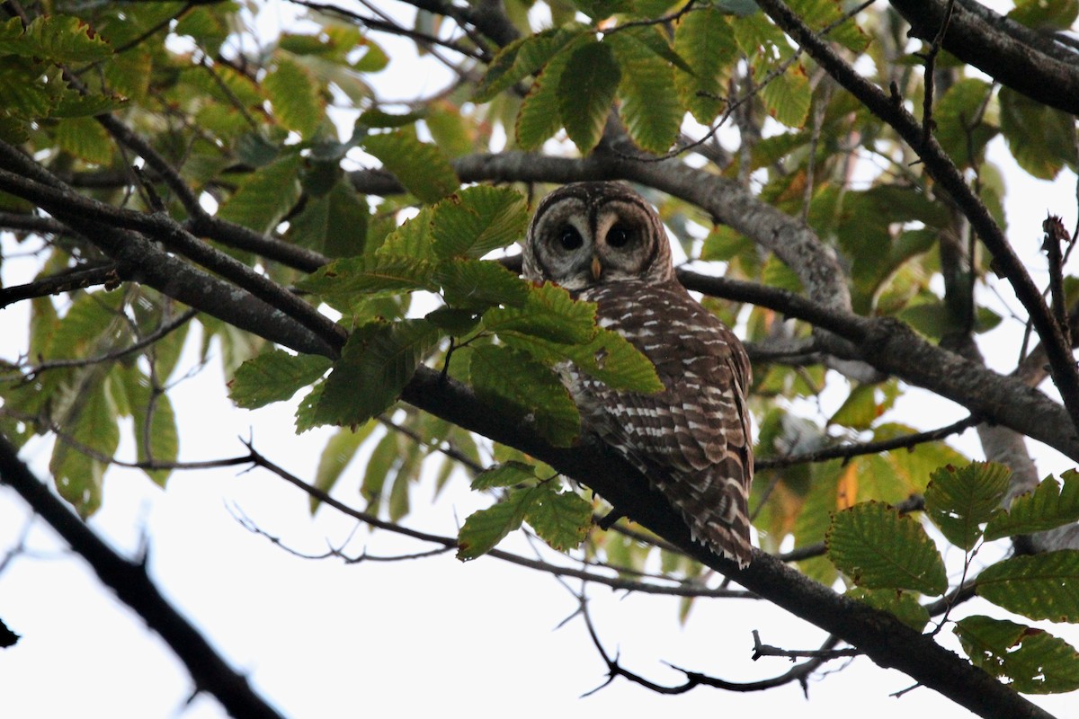 Barred Owl - ML624584754