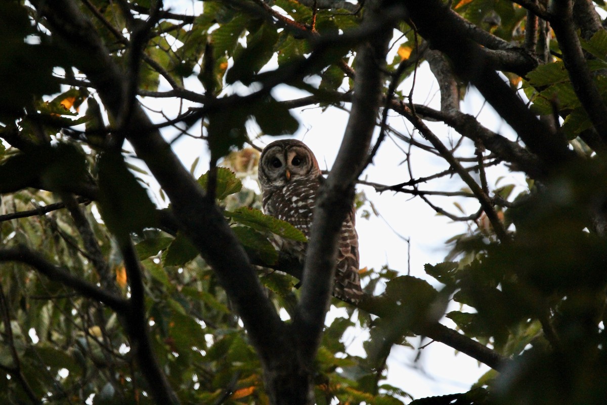 Barred Owl - ML624584755