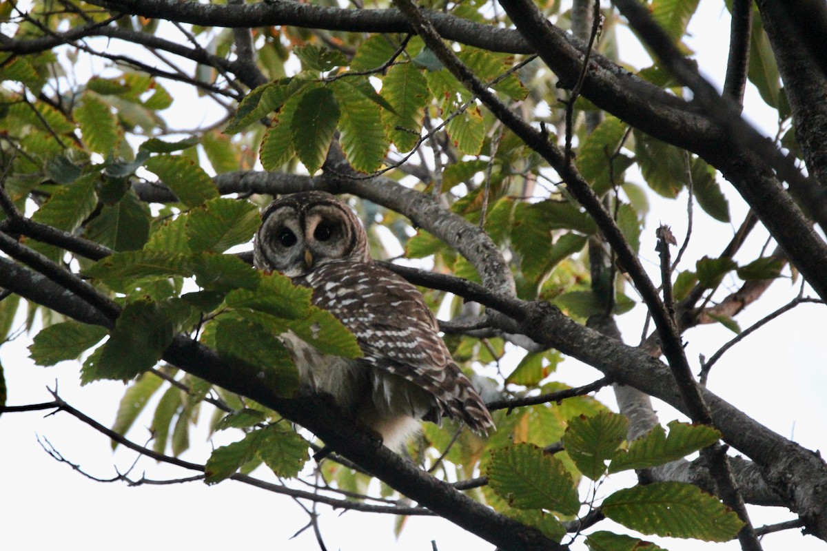 Barred Owl - ML624584756