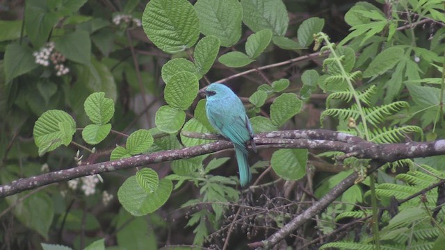 Verditer Flycatcher - ML624584760