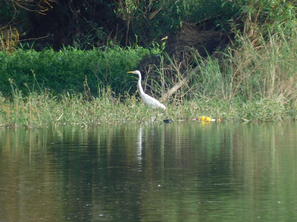 Great Egret - Gayathri Mukunda