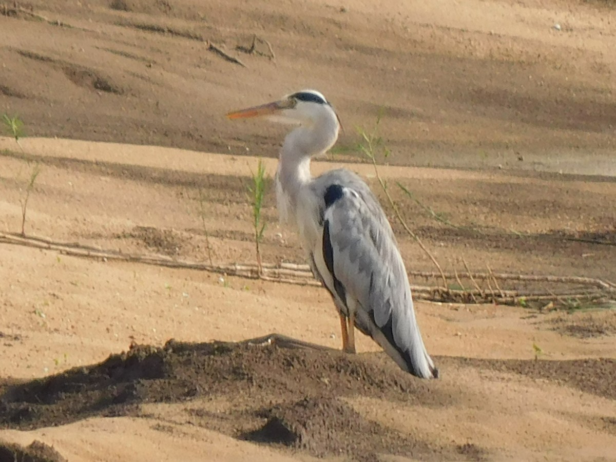 Gray Heron - Gayathri Mukunda