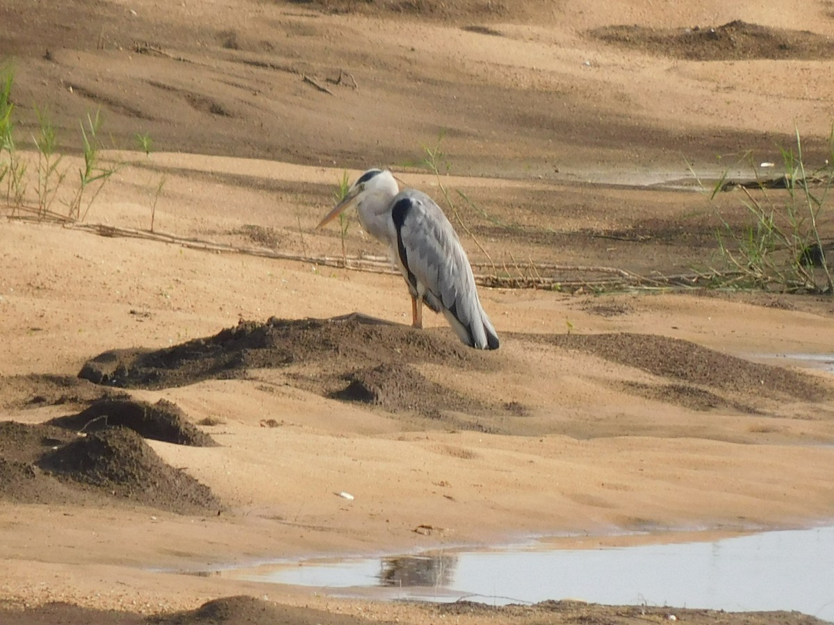 Gray Heron - Gayathri Mukunda