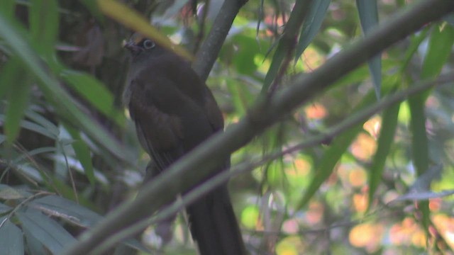 Ward's Trogon - ML624584798