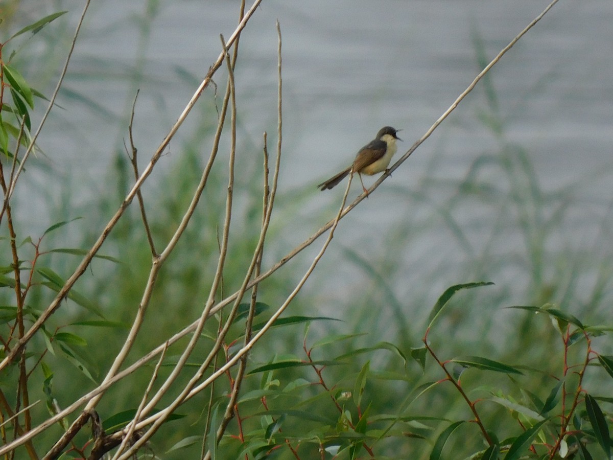 Ashy Prinia - Gayathri Mukunda