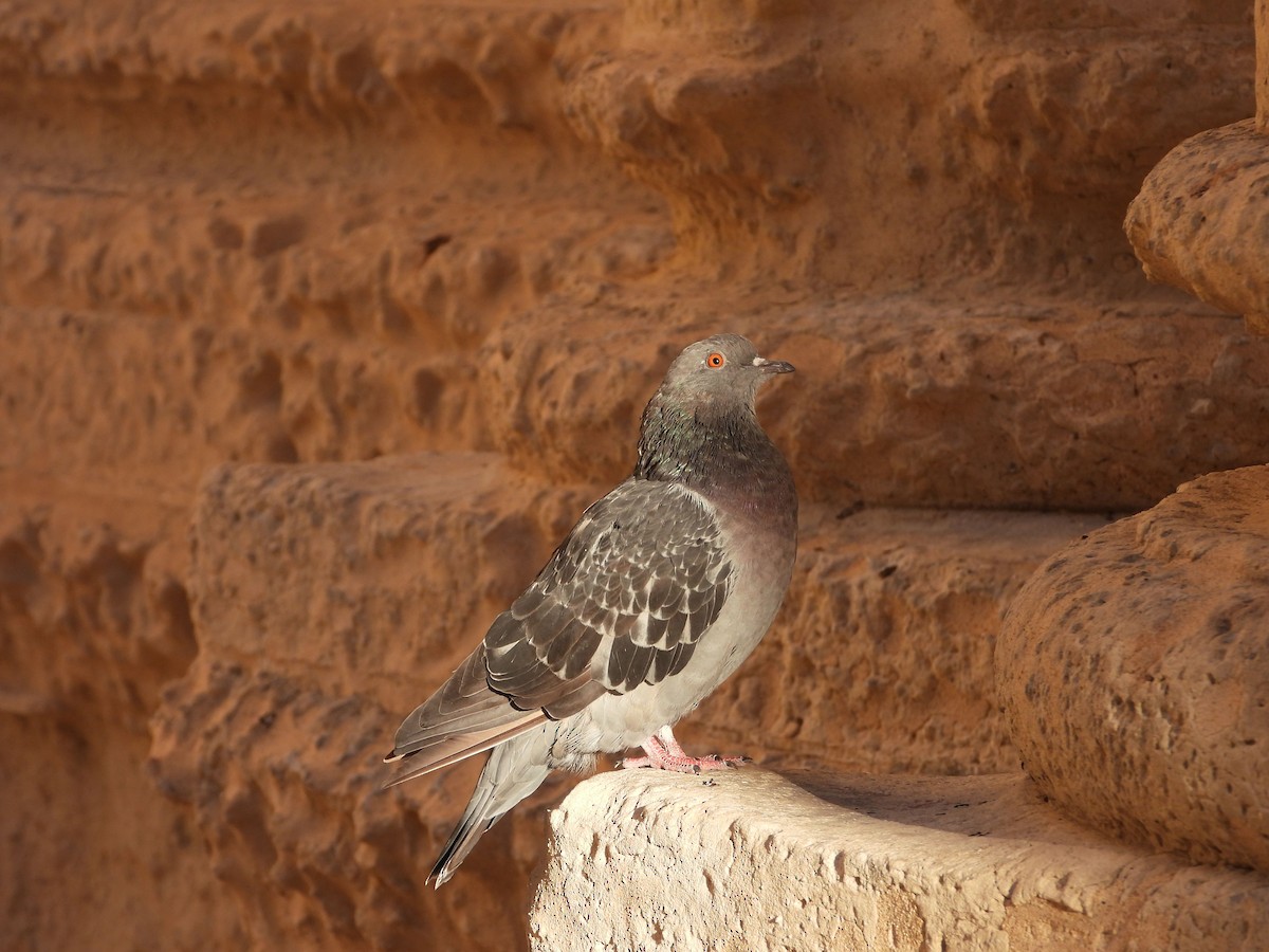 Rock Pigeon (Feral Pigeon) - ML624584803