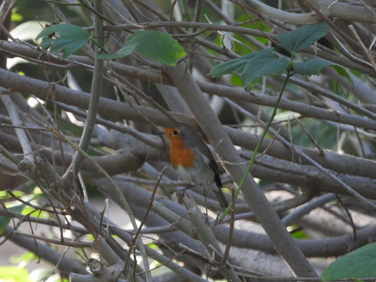 European Robin - ML624584808