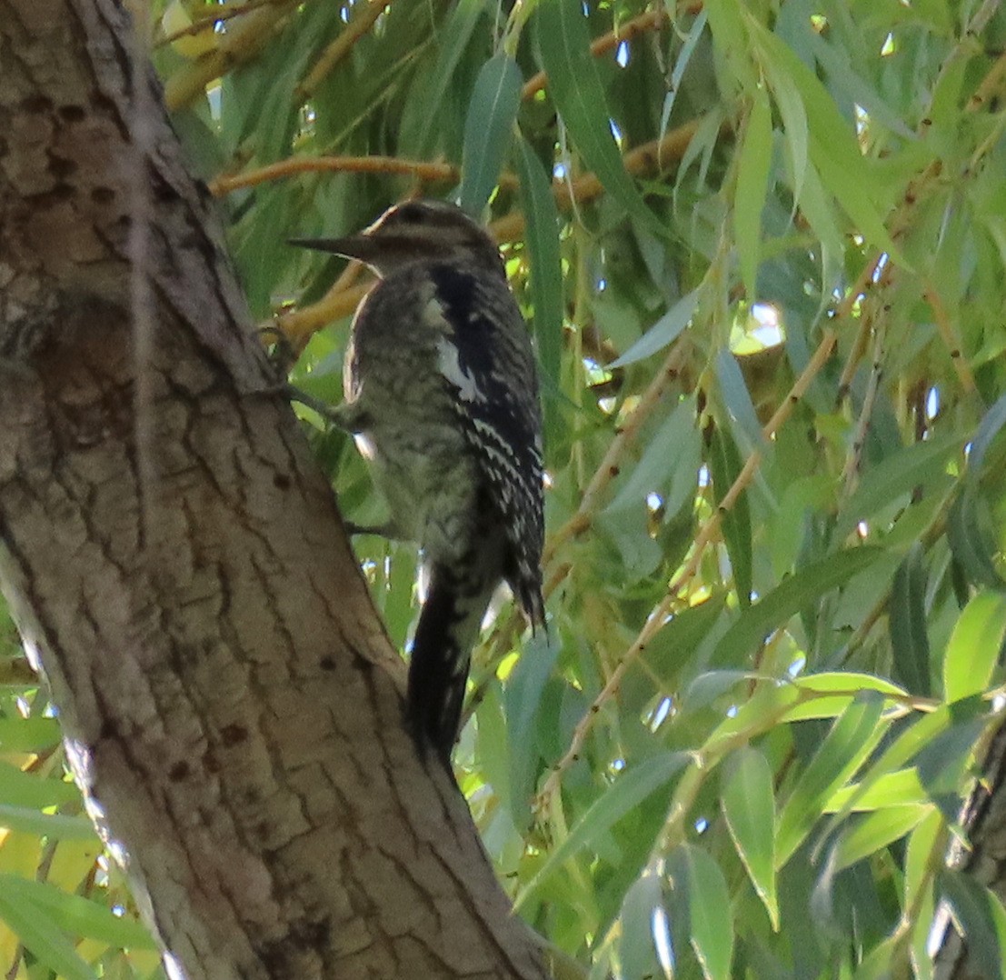 Yellow-bellied Sapsucker - ML624584822