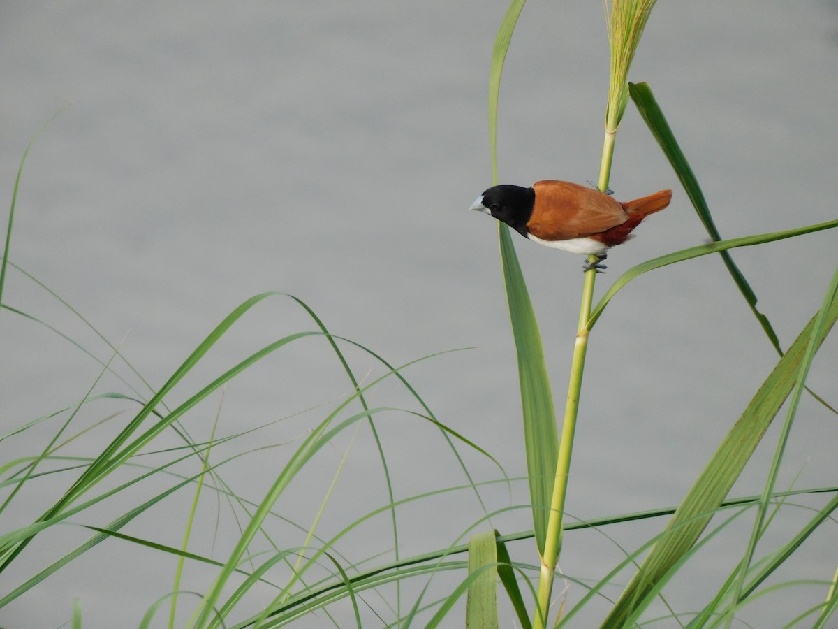 Tricolored Munia - ML624584823