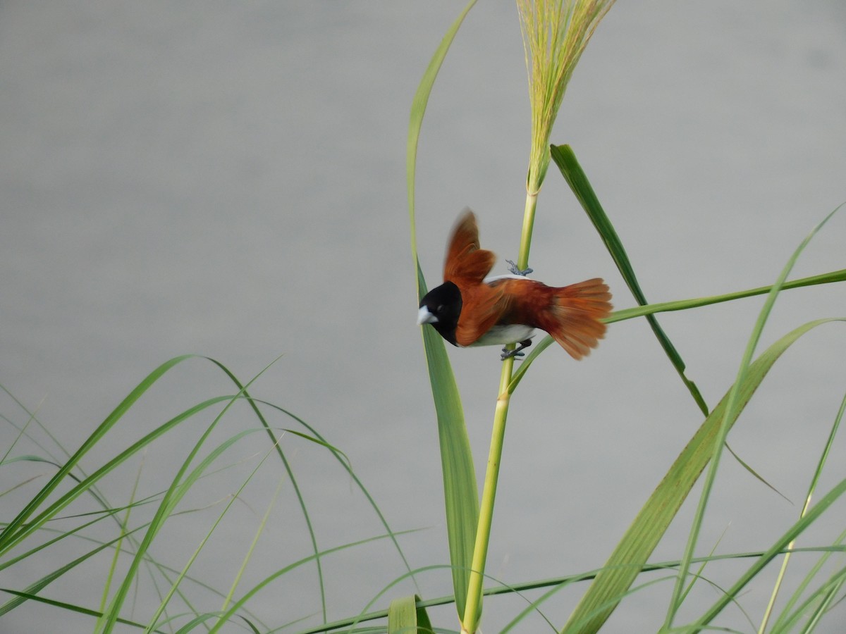 Tricolored Munia - ML624584824