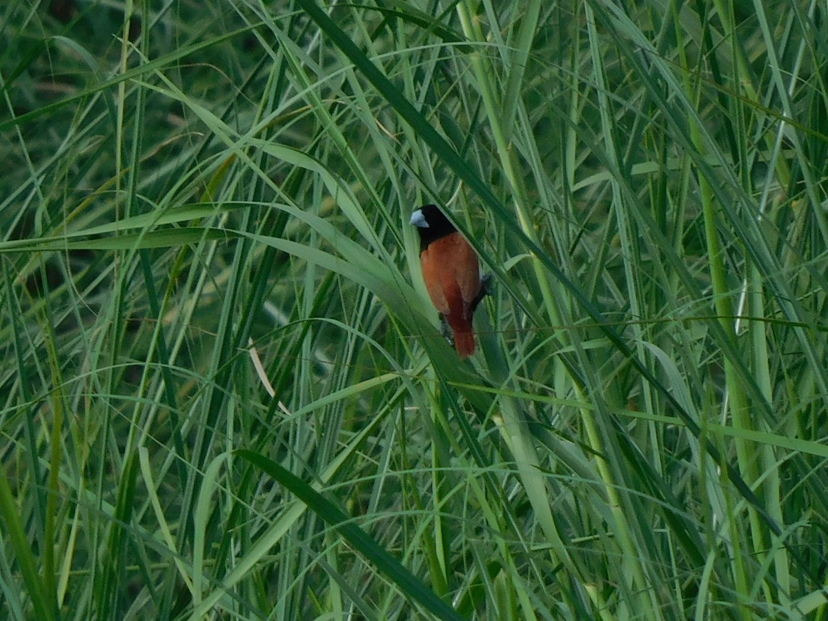 Tricolored Munia - ML624584825