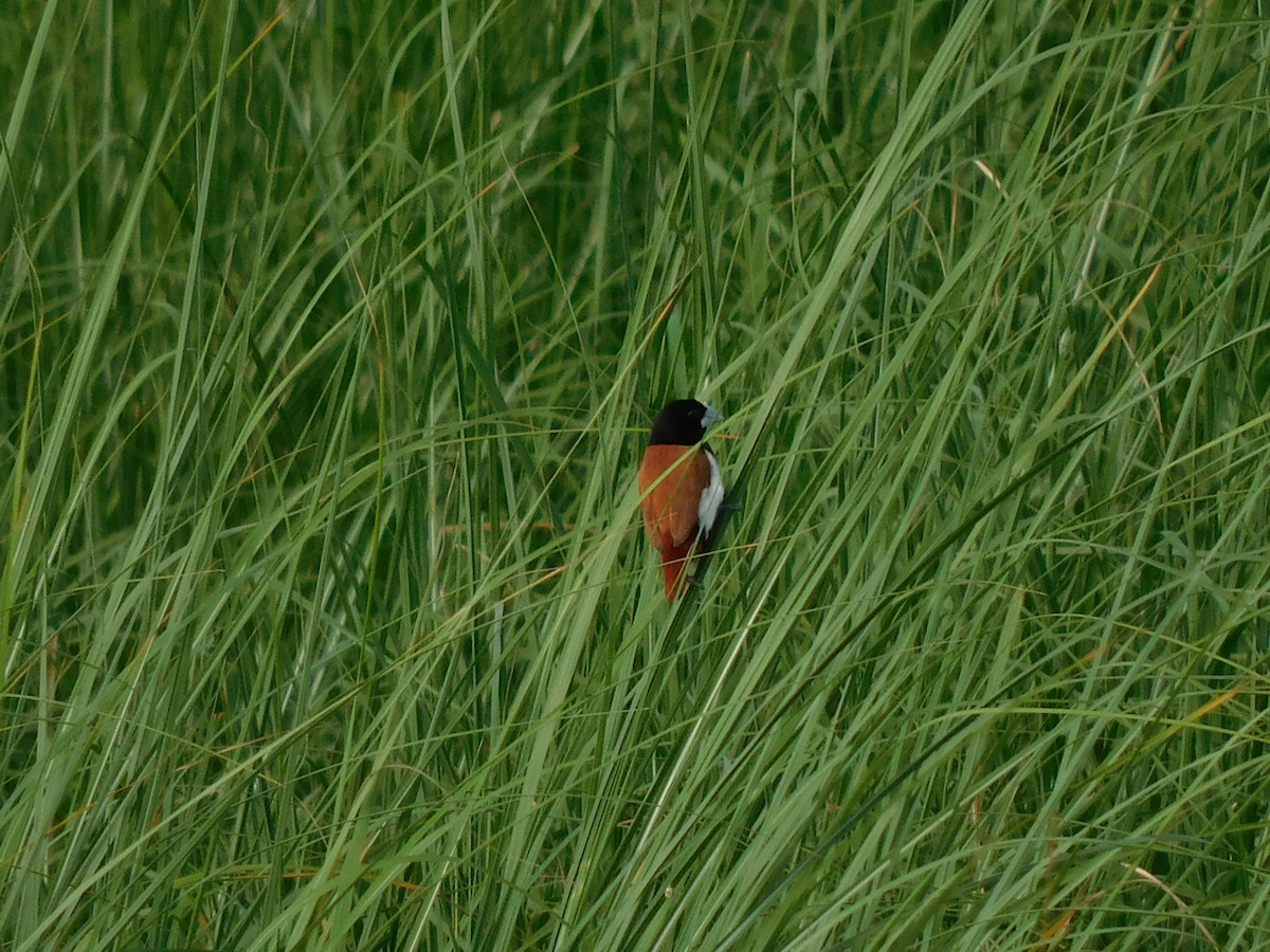 Tricolored Munia - ML624584826