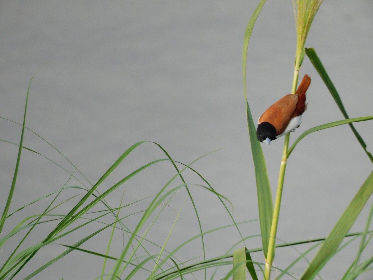 Tricolored Munia - ML624584827