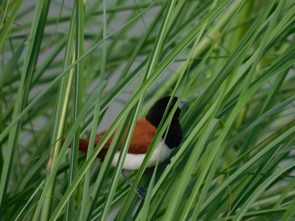 Tricolored Munia - ML624584828