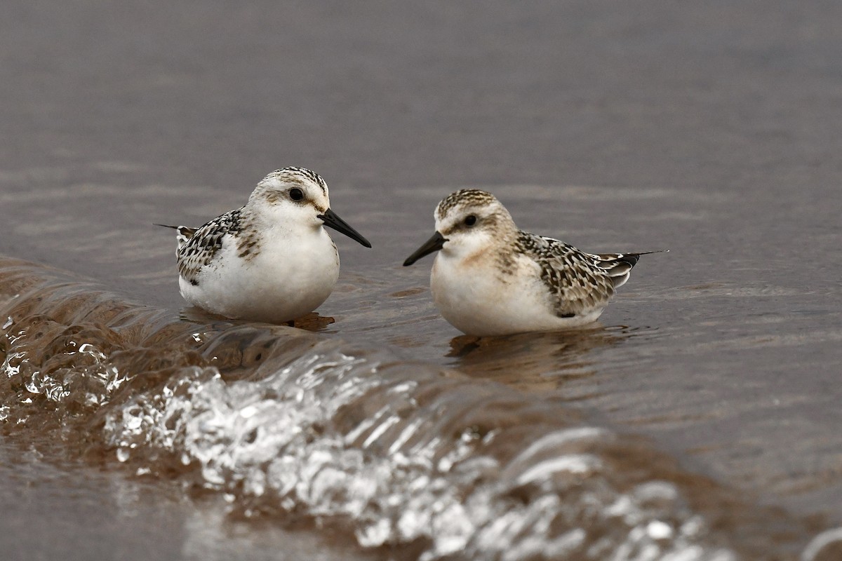 Sanderling - ML624584830