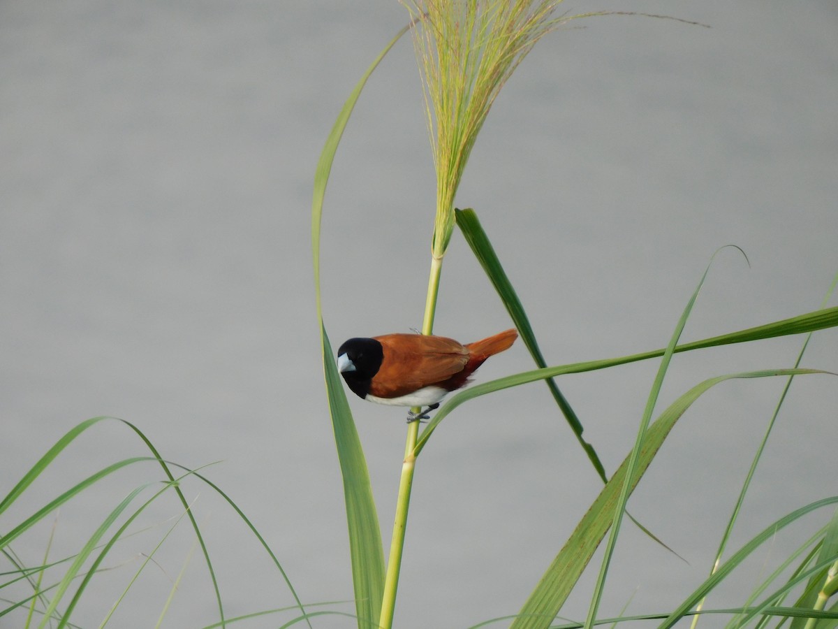 Tricolored Munia - ML624584831