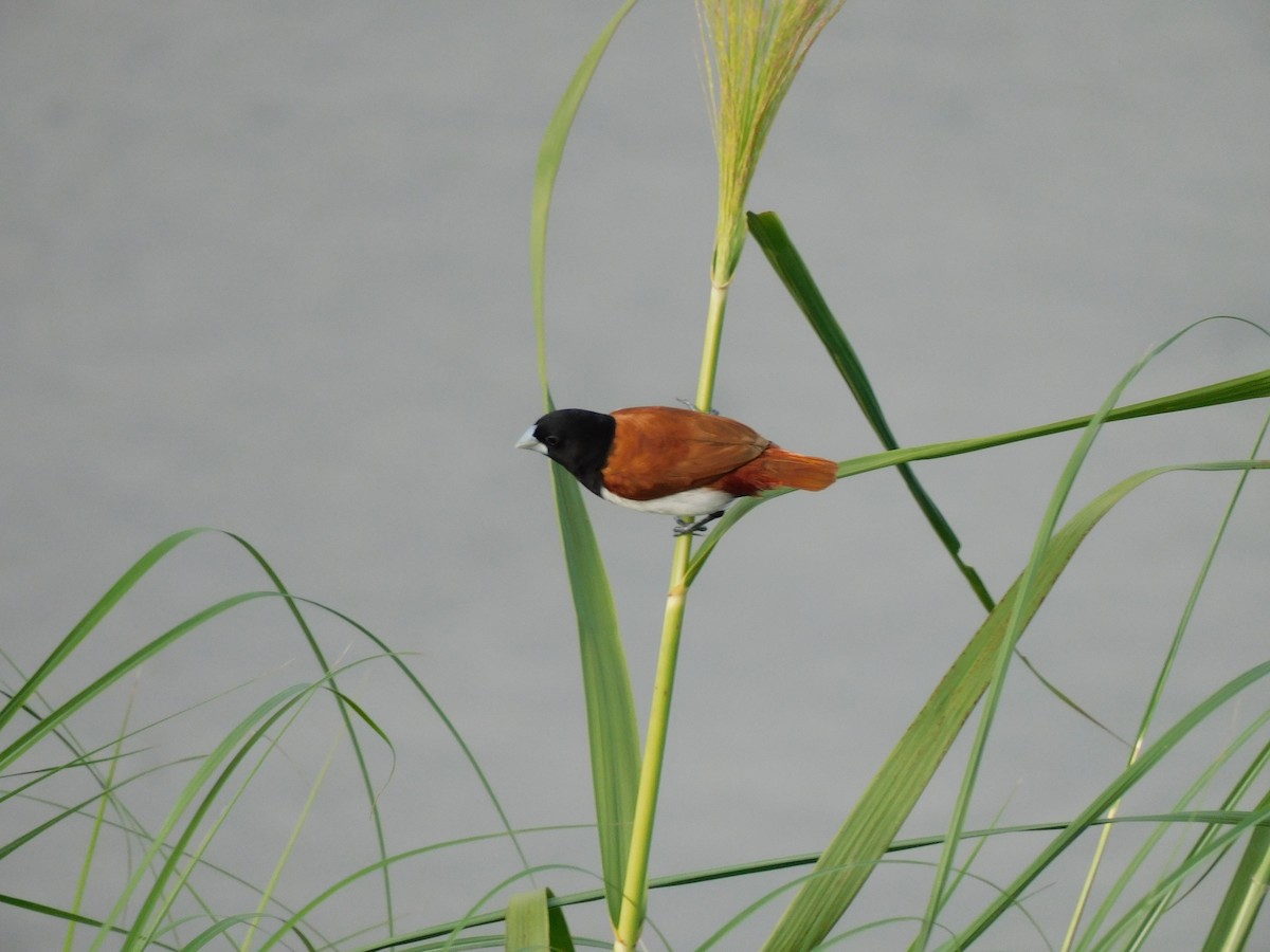 Tricolored Munia - ML624584832