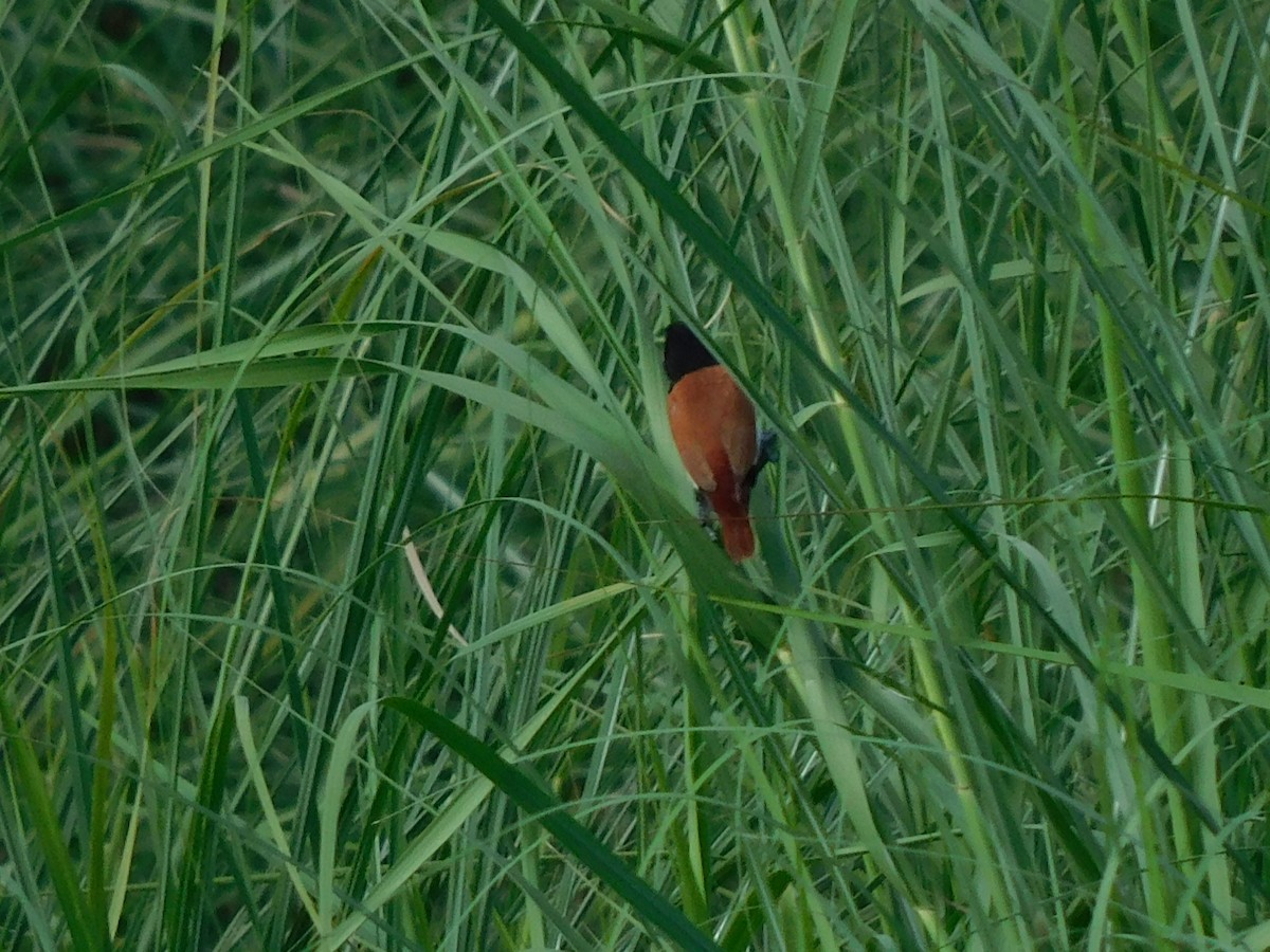 Tricolored Munia - ML624584833