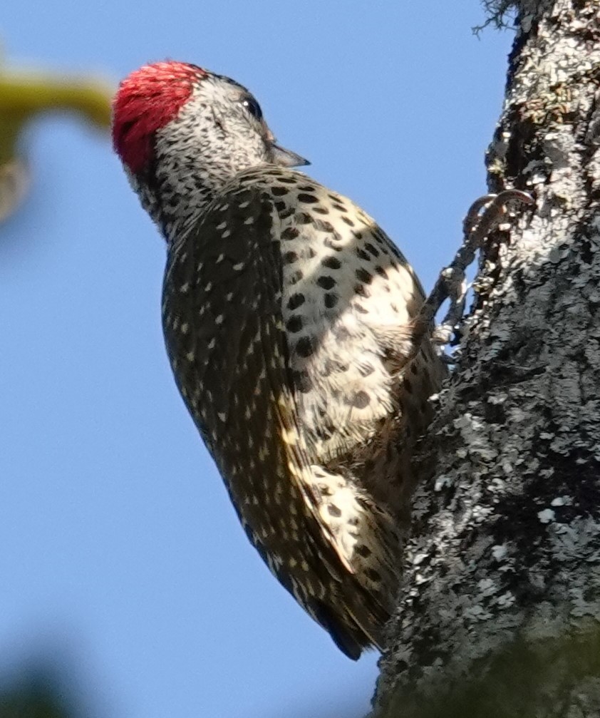 Green-backed Woodpecker - ML624584834