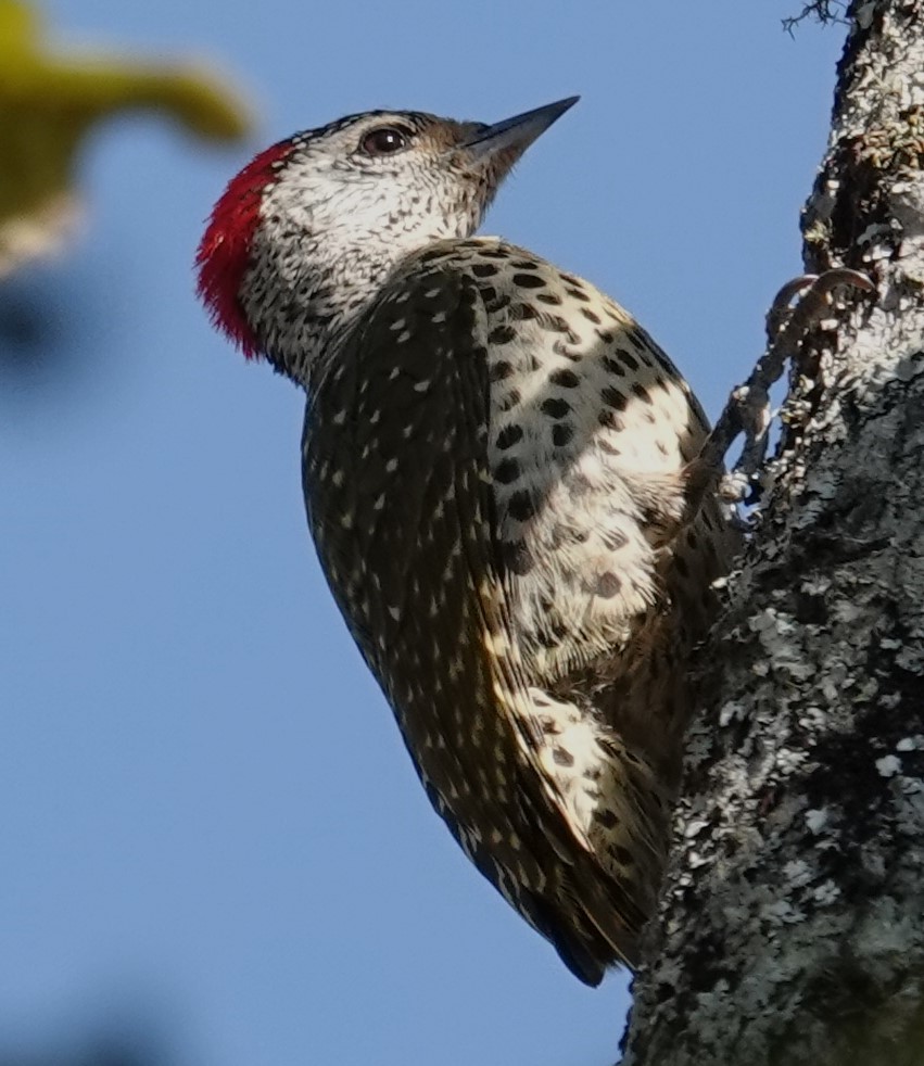 Green-backed Woodpecker - ML624584835