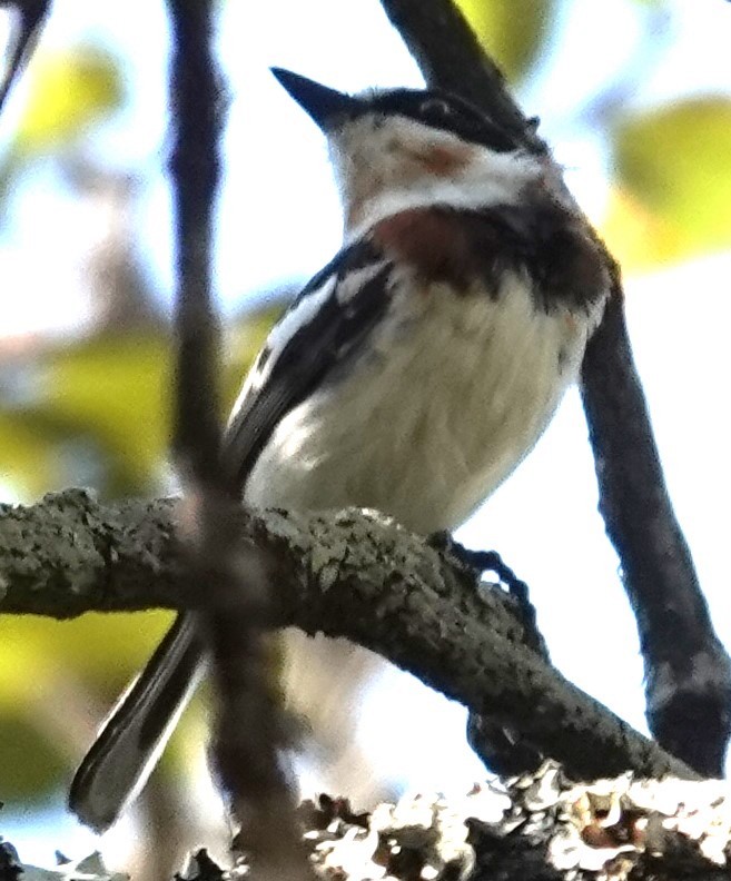 Pale Batis - ML624584836