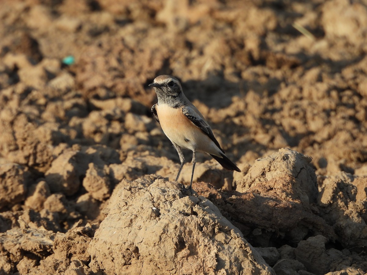 Desert Wheatear - ML624584837