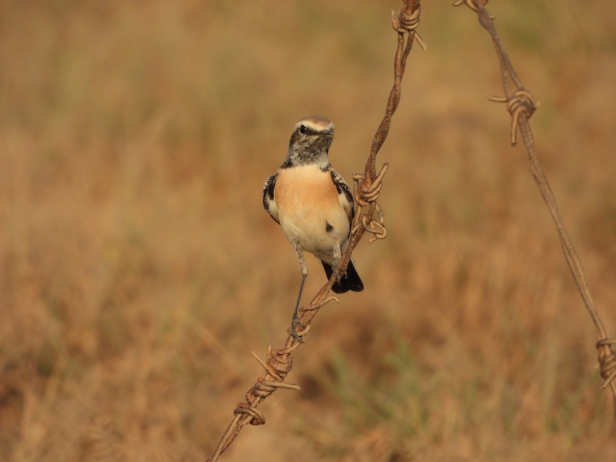 Desert Wheatear - ML624584838