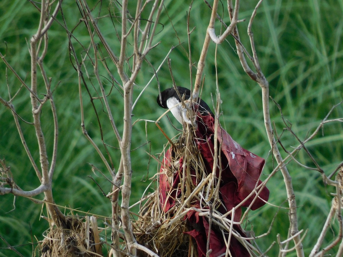 White-browed Wagtail - ML624584839