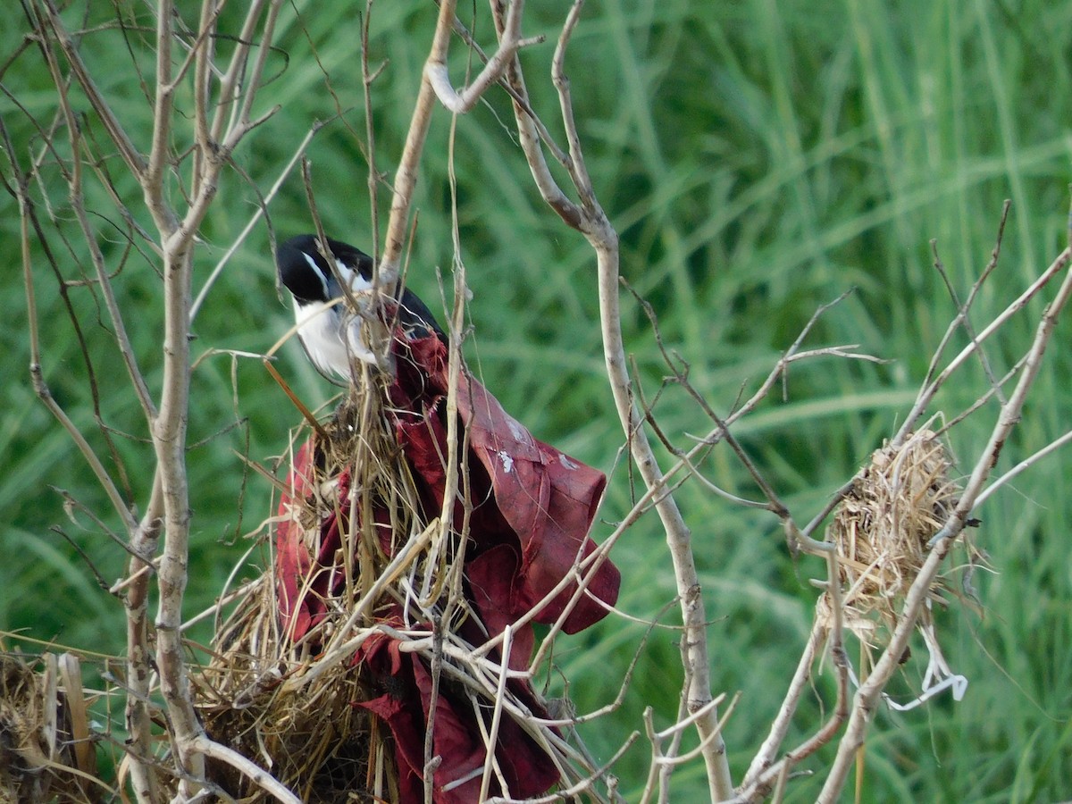 White-browed Wagtail - ML624584840