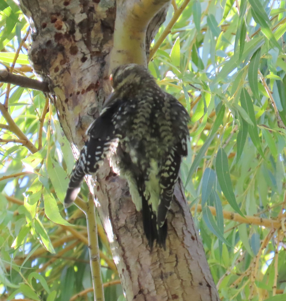 Yellow-bellied Sapsucker - ML624584841