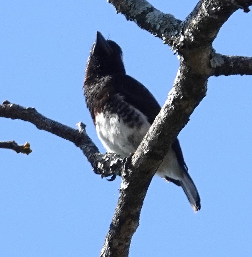 Barbudo Orejiblanco Común - ML624584842