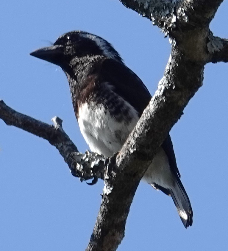 White-eared Barbet - ML624584843