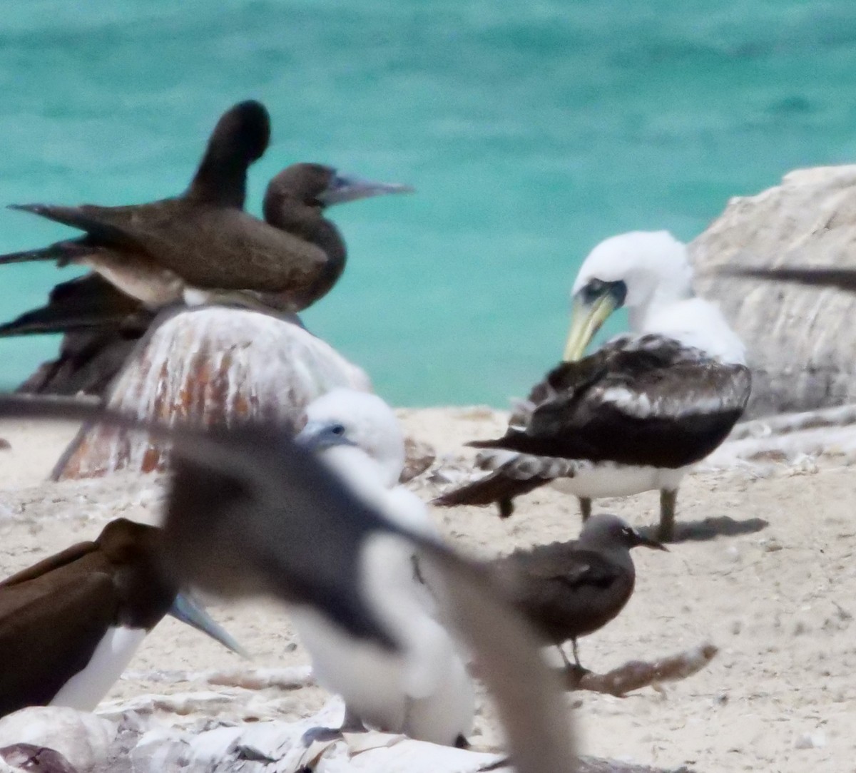 Masked Booby - ML624584845