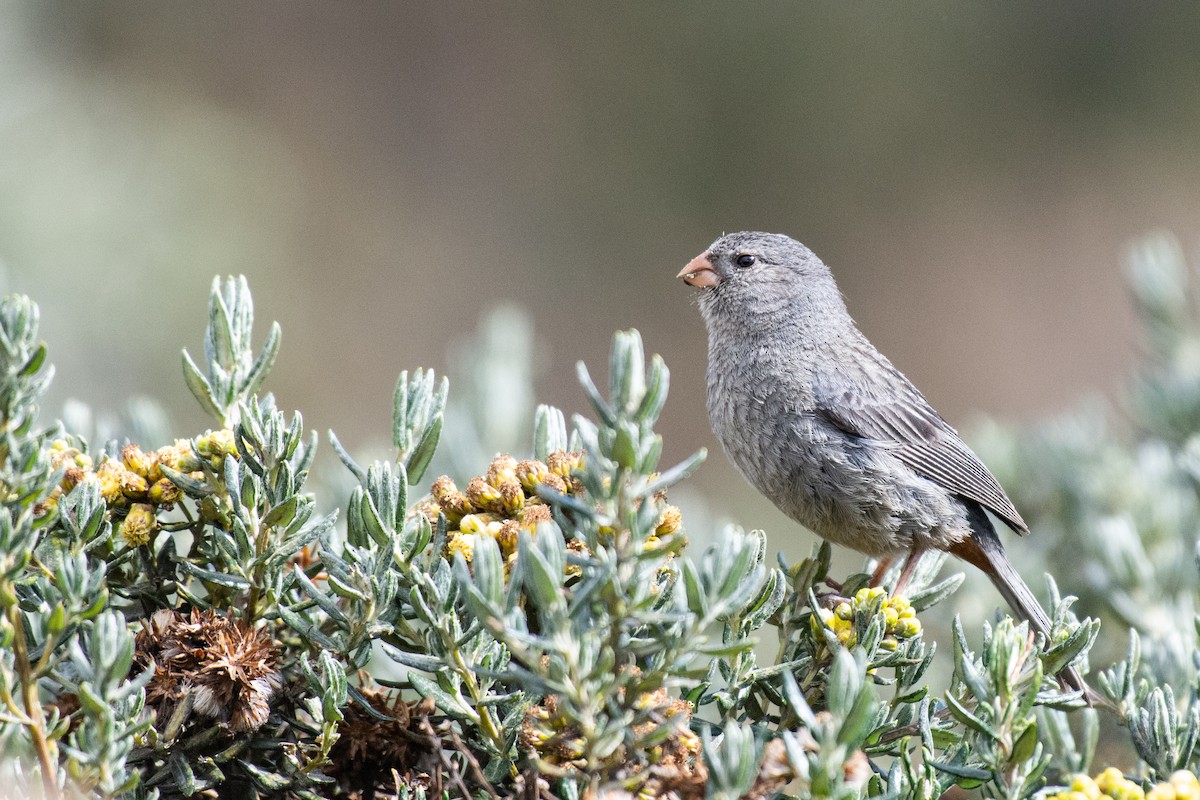 Plain-colored Seedeater - ML624584846