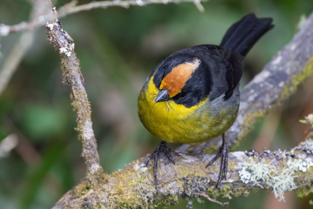 Pale-naped Brushfinch - ML624584847