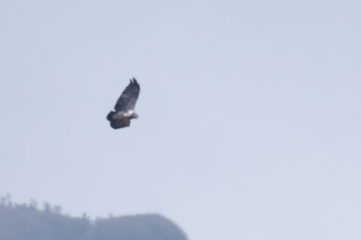 Black-chested Buzzard-Eagle - ML624584850