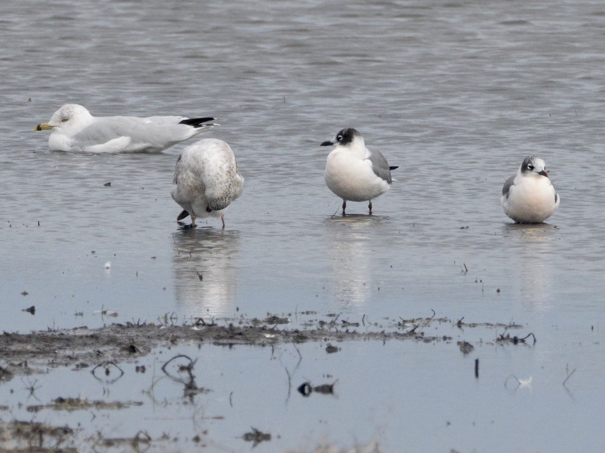 Franklin's Gull - ML624584851